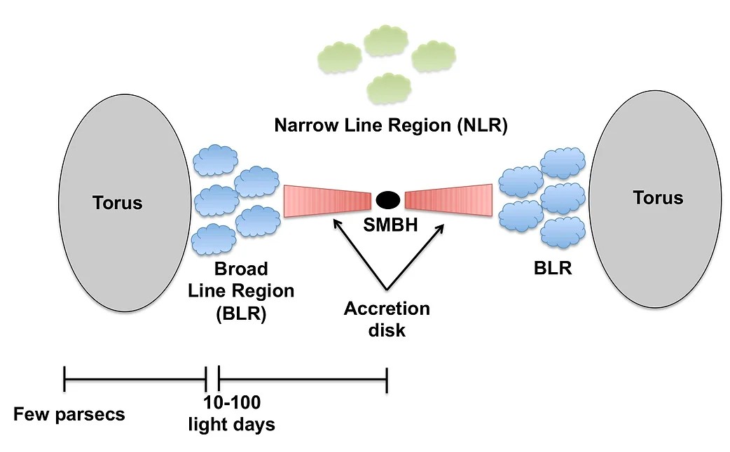 AGN structure (image from Ricci 2011, PhD thesis)